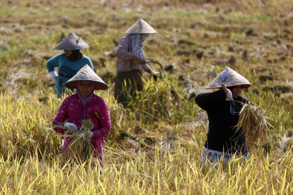 Southeast Asia’s Heatwaves Threaten Food Security. How Can Nations Adapt?